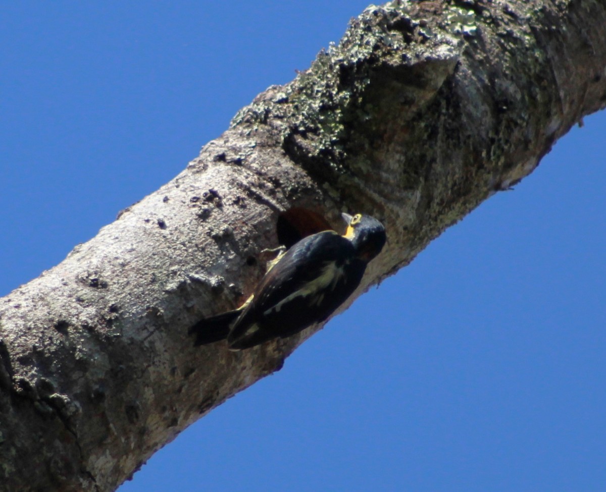Yellow-fronted Woodpecker - ML618982519