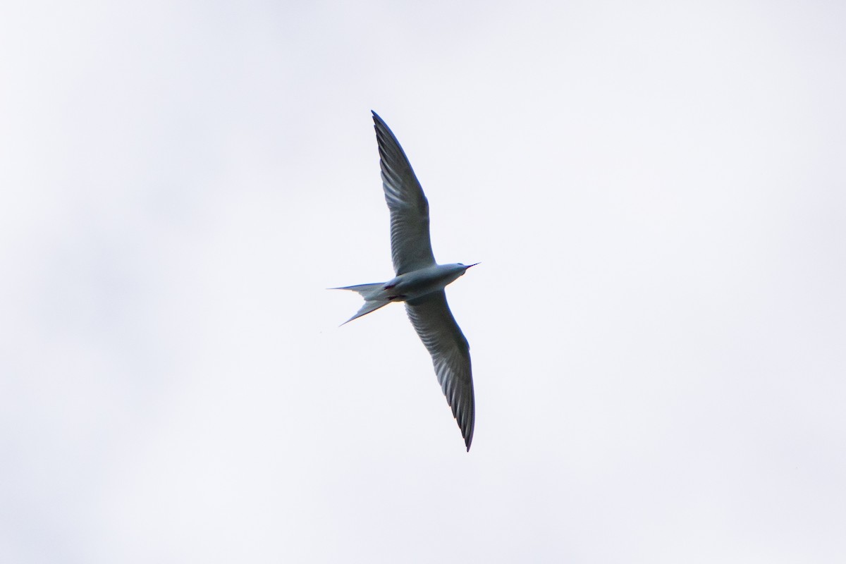 Common Tern - ML618982570