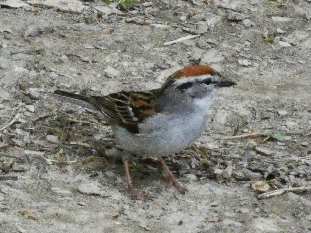 Chipping Sparrow - ML618982625