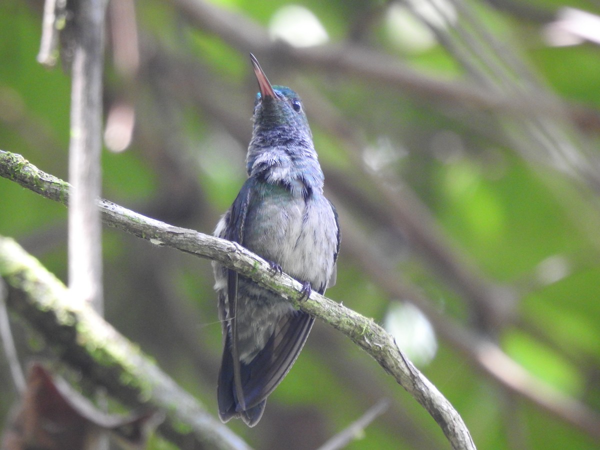 Blue-chested Hummingbird - ML618982640