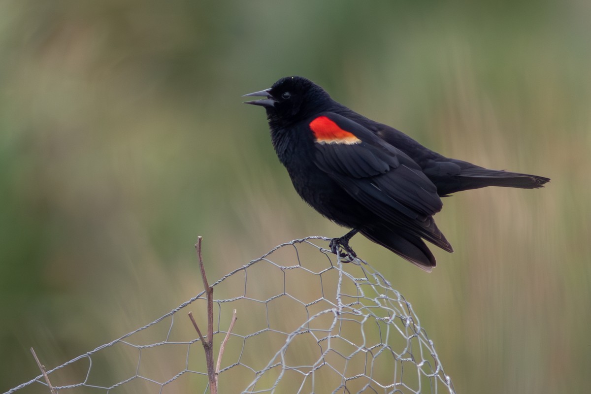 Red-winged Blackbird - ML618982643