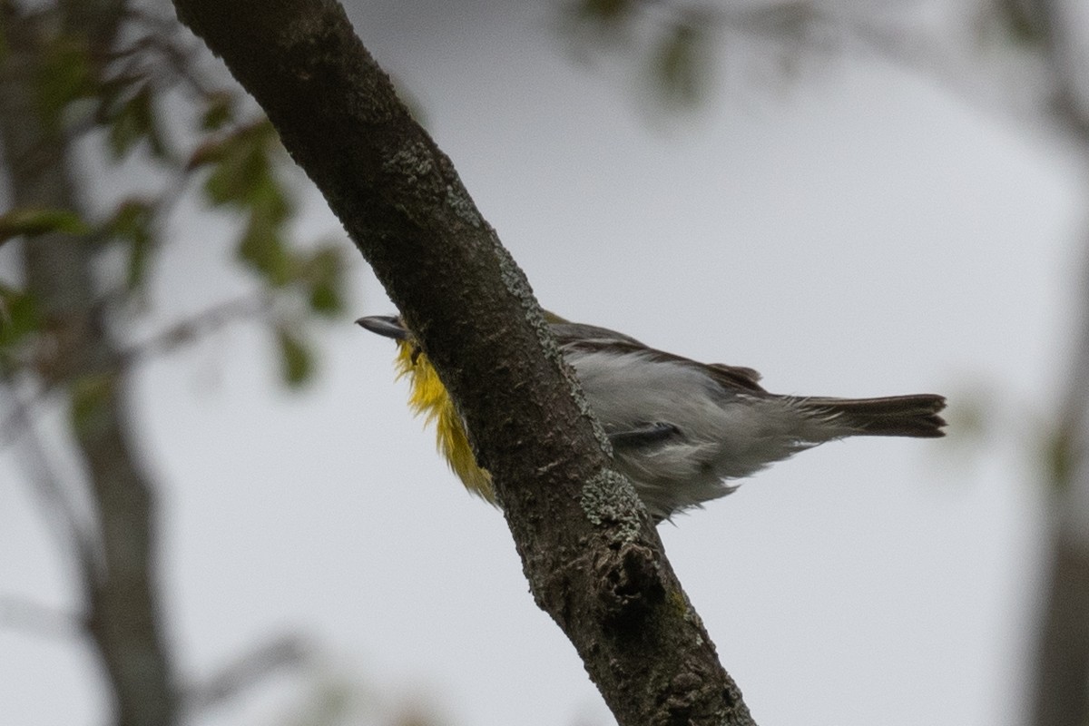 Yellow-throated Vireo - Annette McClellan