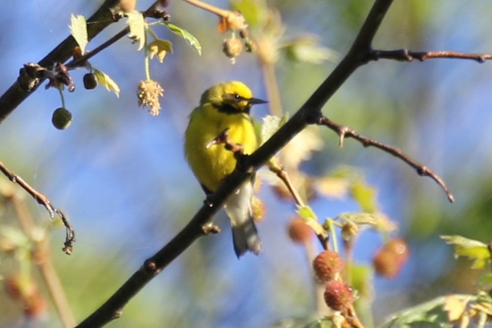 Lawrence's Warbler (hybrid) - Barry Fasciano