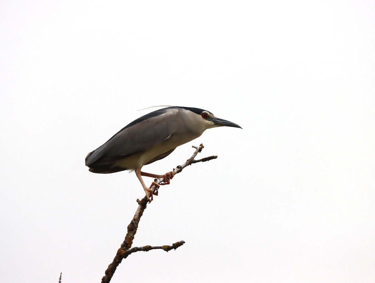 Black-crowned Night Heron - ML618982715