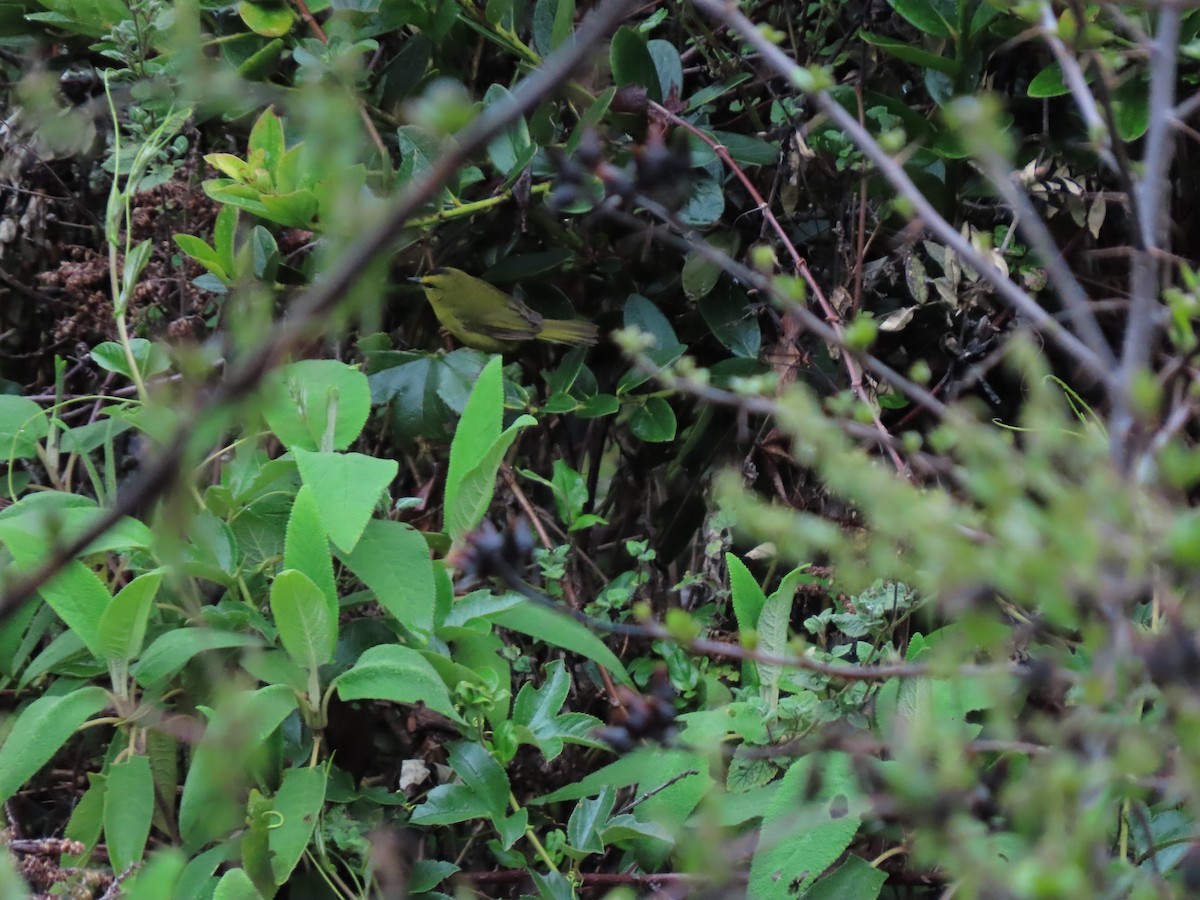Black-crested Warbler - ML618982730
