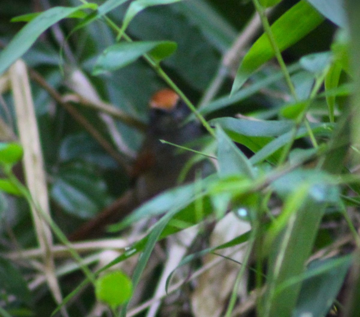 Rufous-capped Spinetail - ML618982739