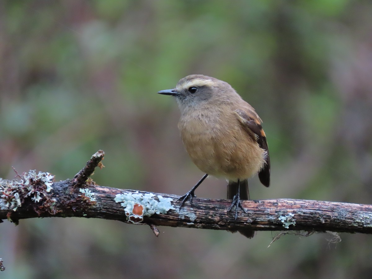 Brown-backed Chat-Tyrant - Cristian Cufiño