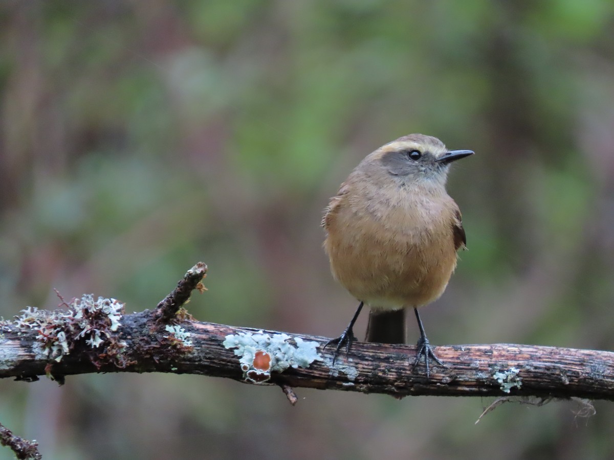 Brown-backed Chat-Tyrant - Cristian Cufiño