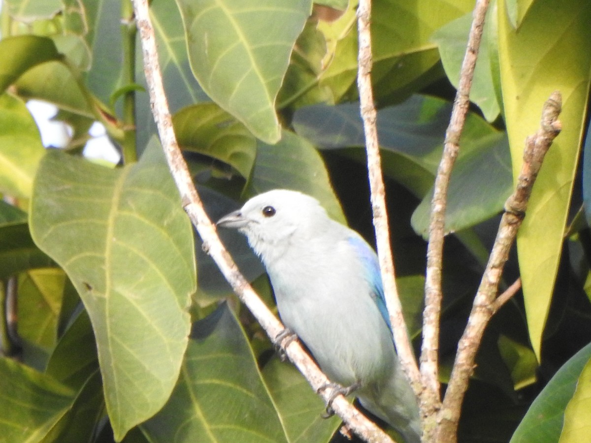 Blue-gray Tanager - ML618982792