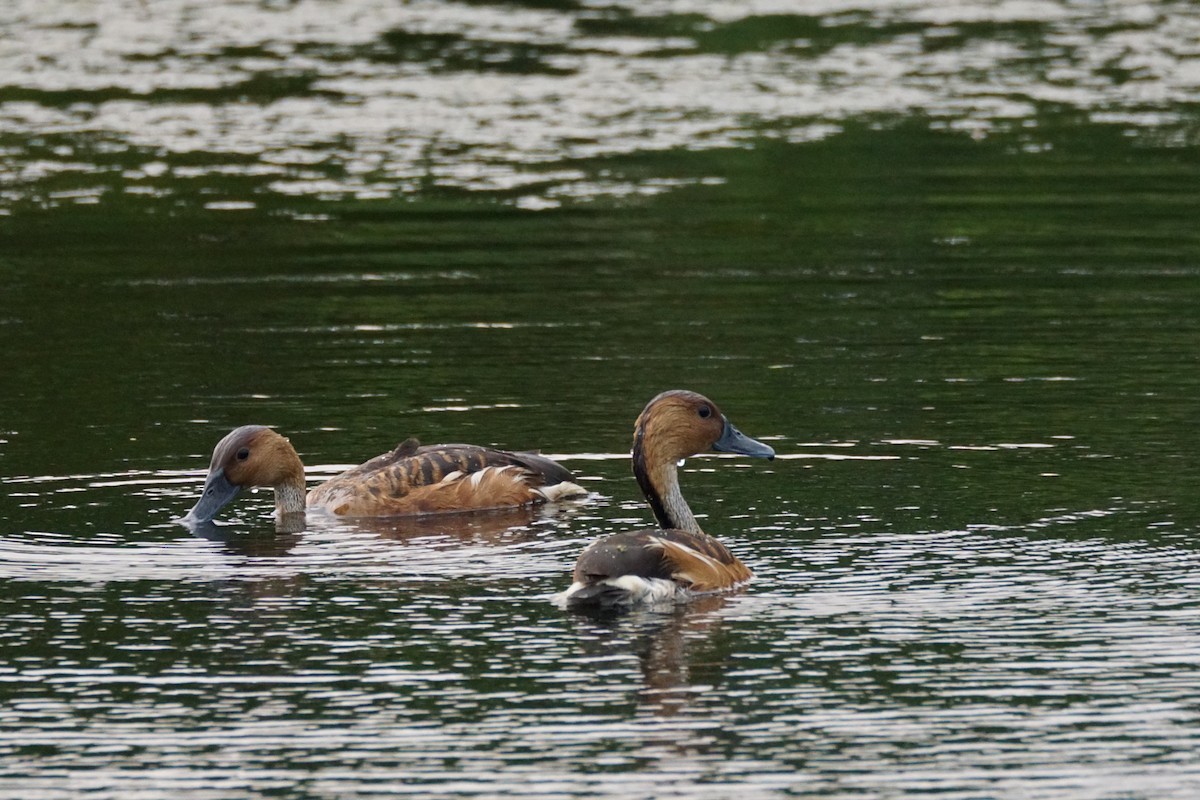 Fulvous Whistling-Duck - ML618982807