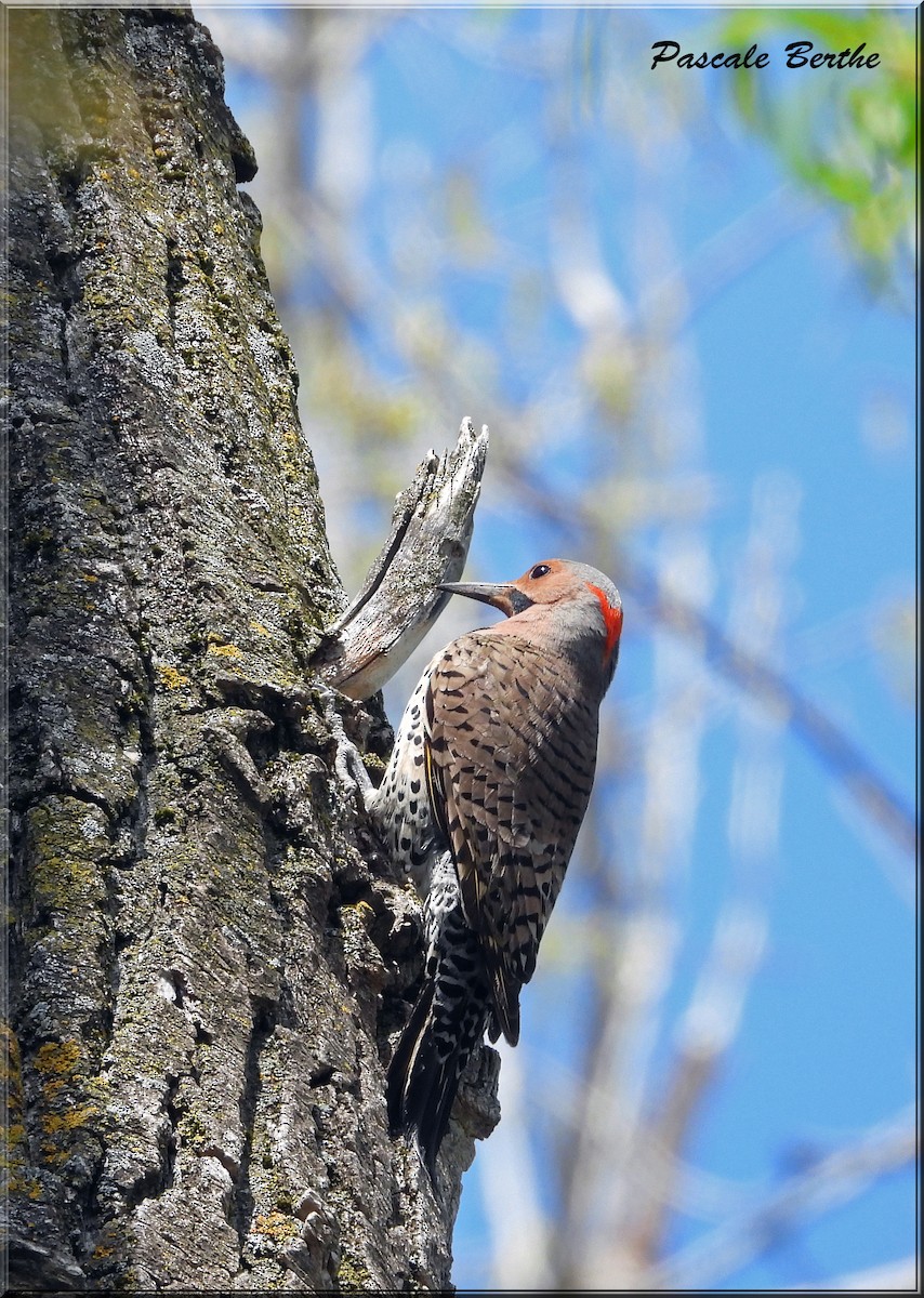 Northern Flicker - Pascale Berthe