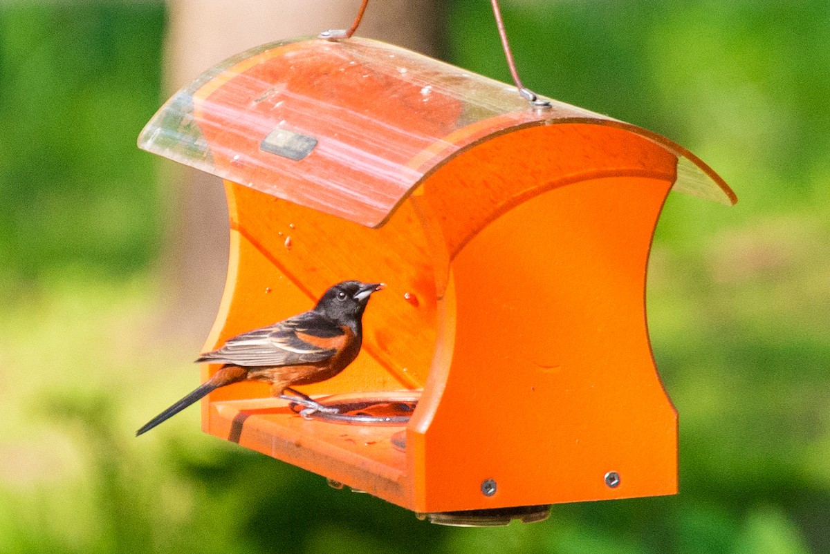 Orchard Oriole - ML618982830