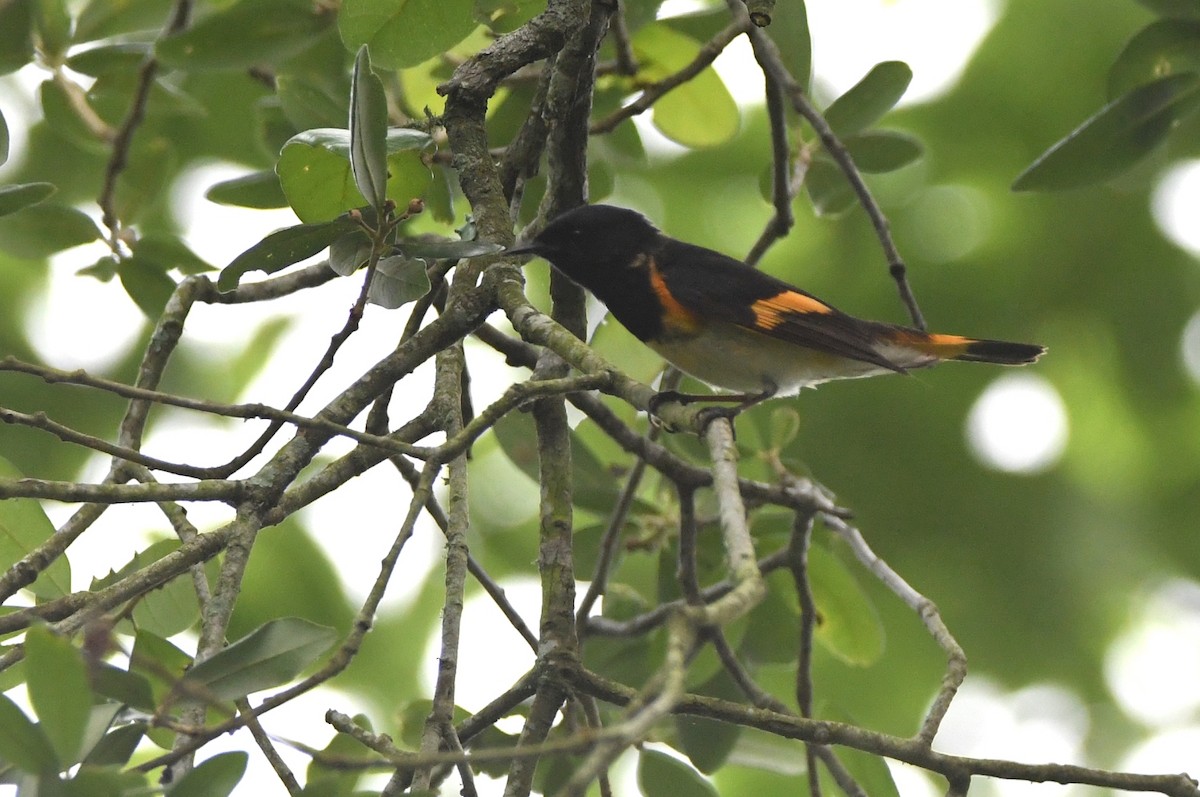 American Redstart - Kevin Smith