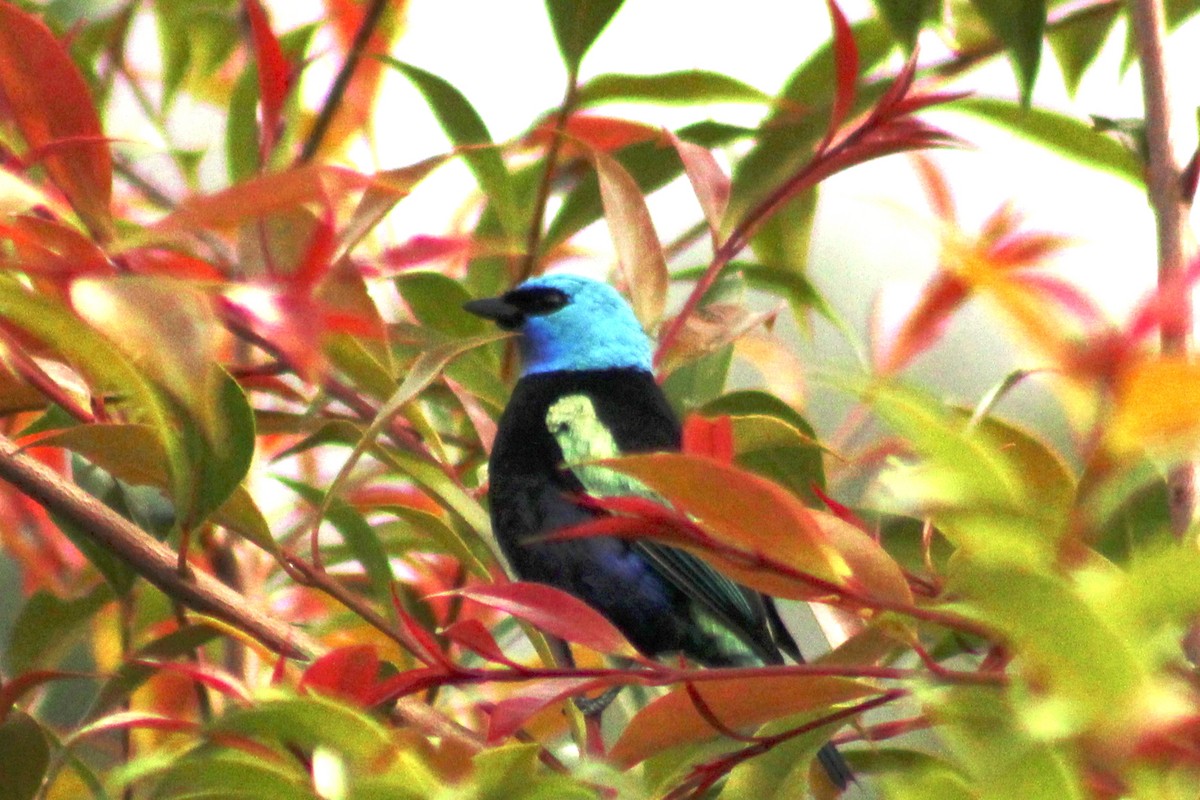 Blue-necked Tanager - ML618982860