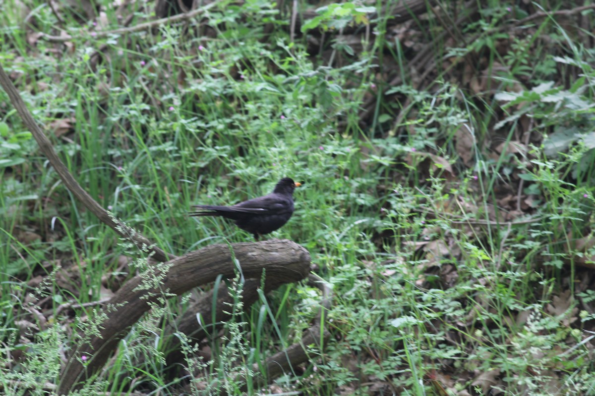 Eurasian Blackbird - ML618982864