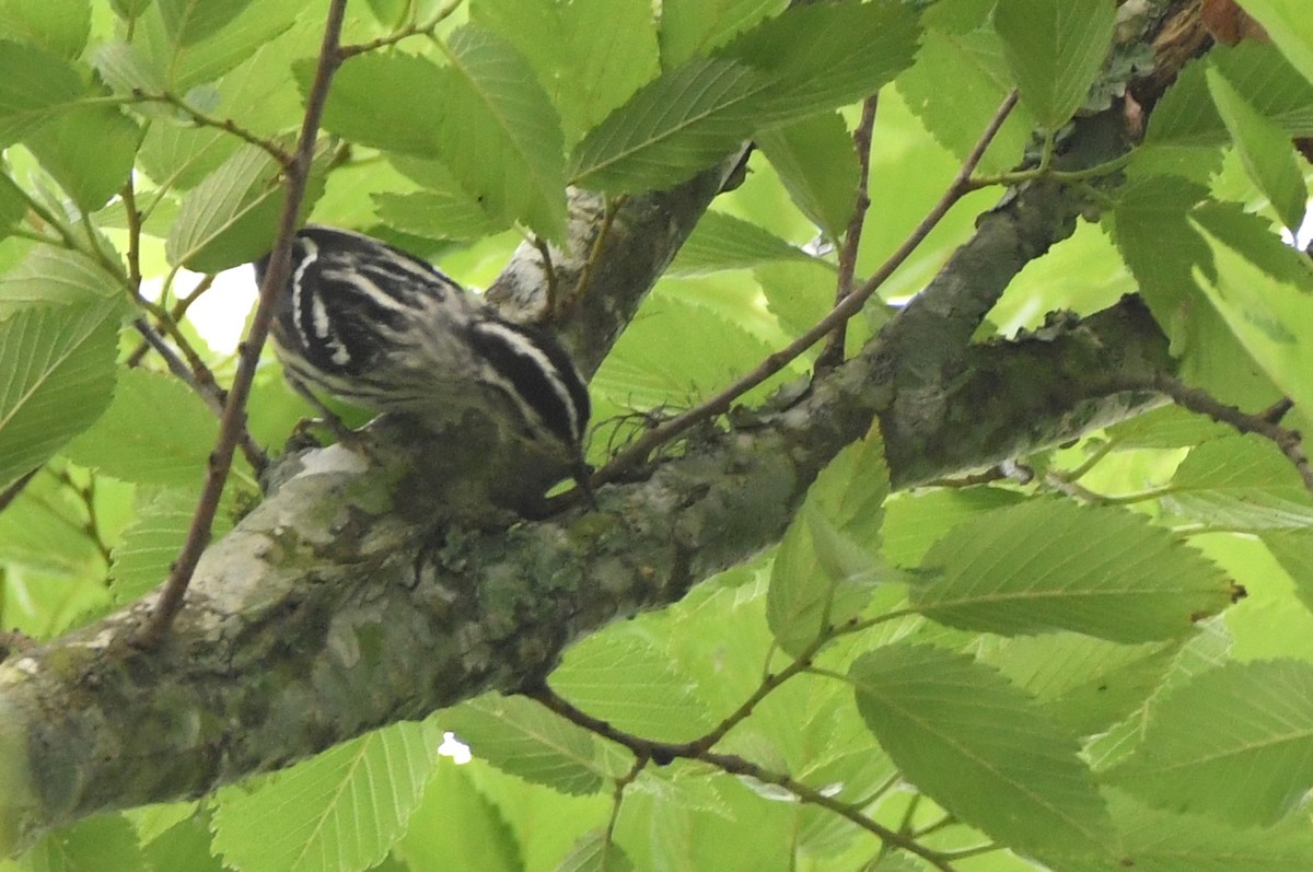 Black-and-white Warbler - ML618982868
