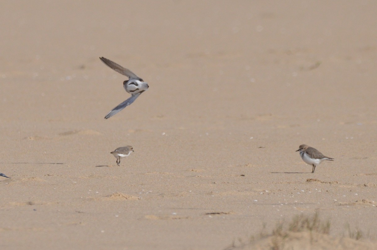 Two-banded Plover - ML618982914