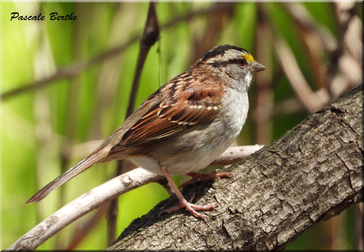 White-throated Sparrow - Pascale Berthe