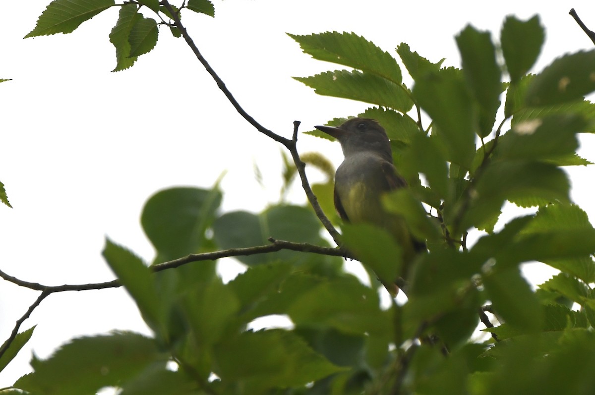 Great Crested Flycatcher - ML618983012