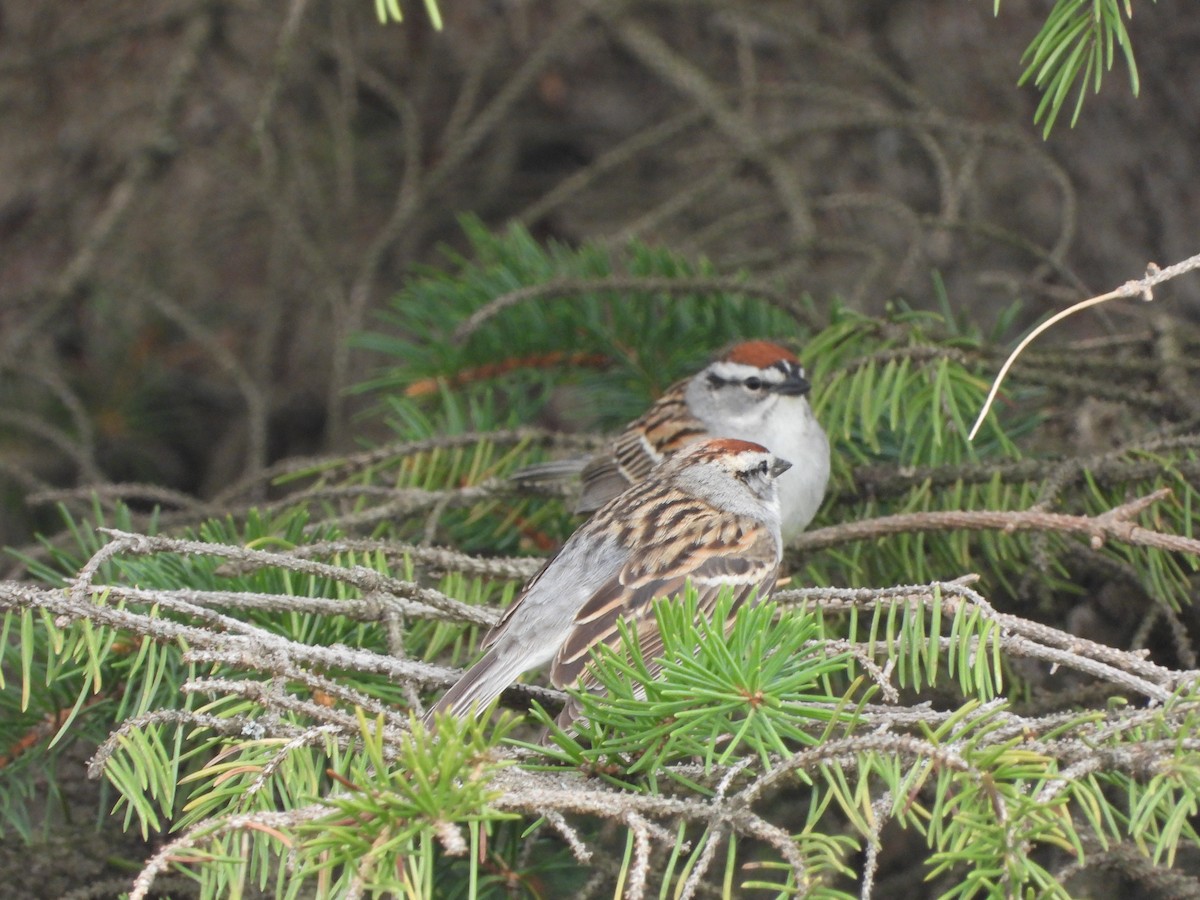 Chipping Sparrow - ML618983049