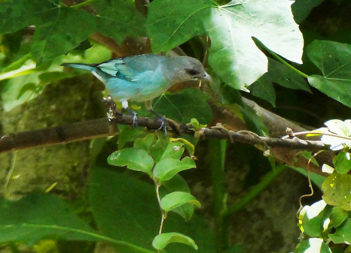 Glaucous Tanager - ML618983084