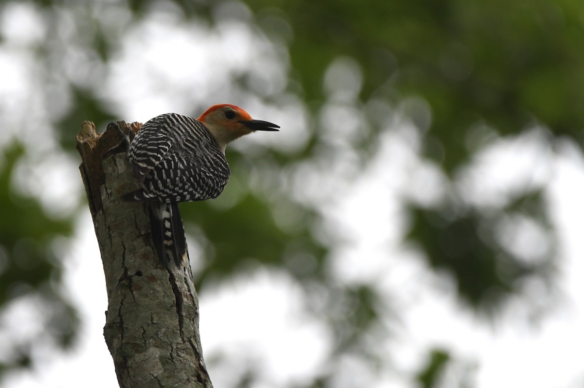 Red-bellied Woodpecker - Kevin Smith