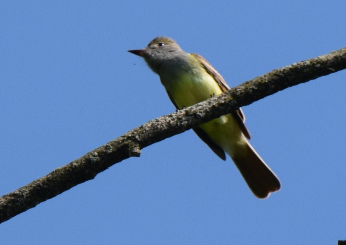 Great Crested Flycatcher - ML618983134