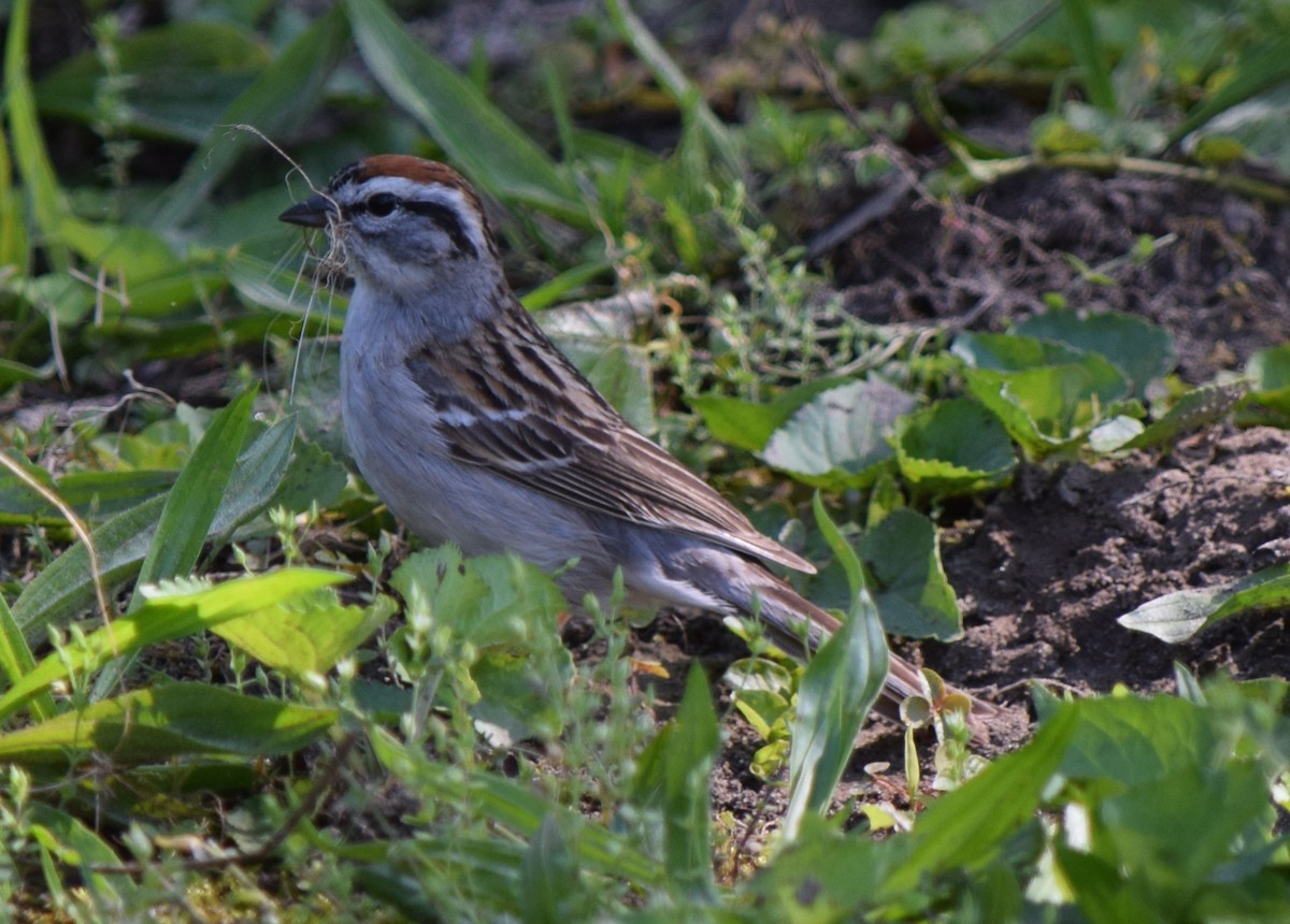 Chipping Sparrow - ML618983150