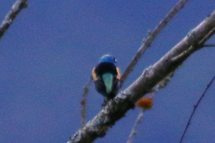 Blue-necked Tanager - ML618983152