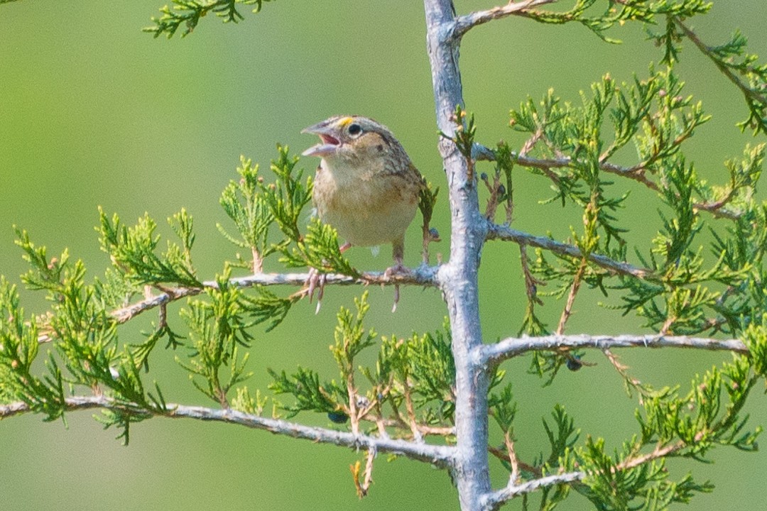 Grasshopper Sparrow - ML618983160