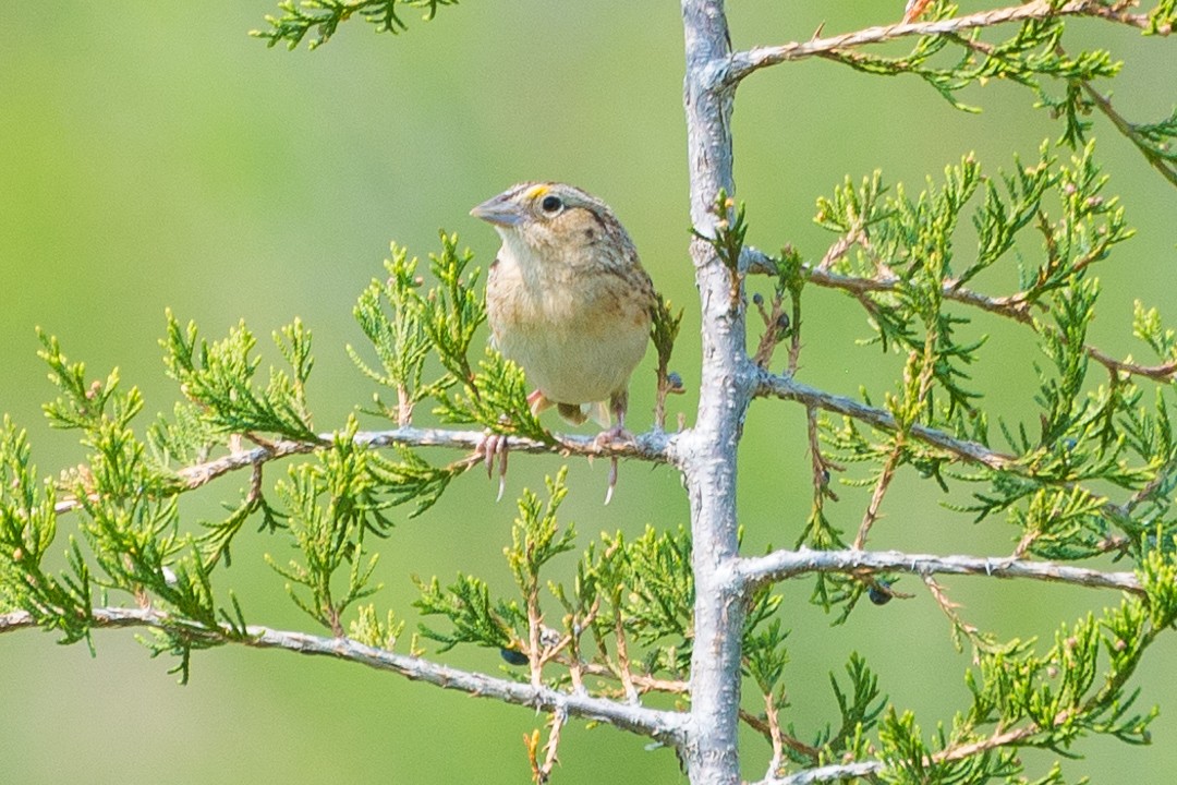 Grasshopper Sparrow - ML618983161