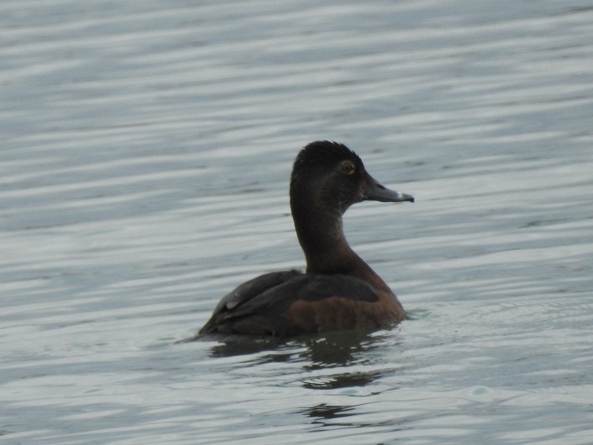 Ring-necked Duck - ML618983168