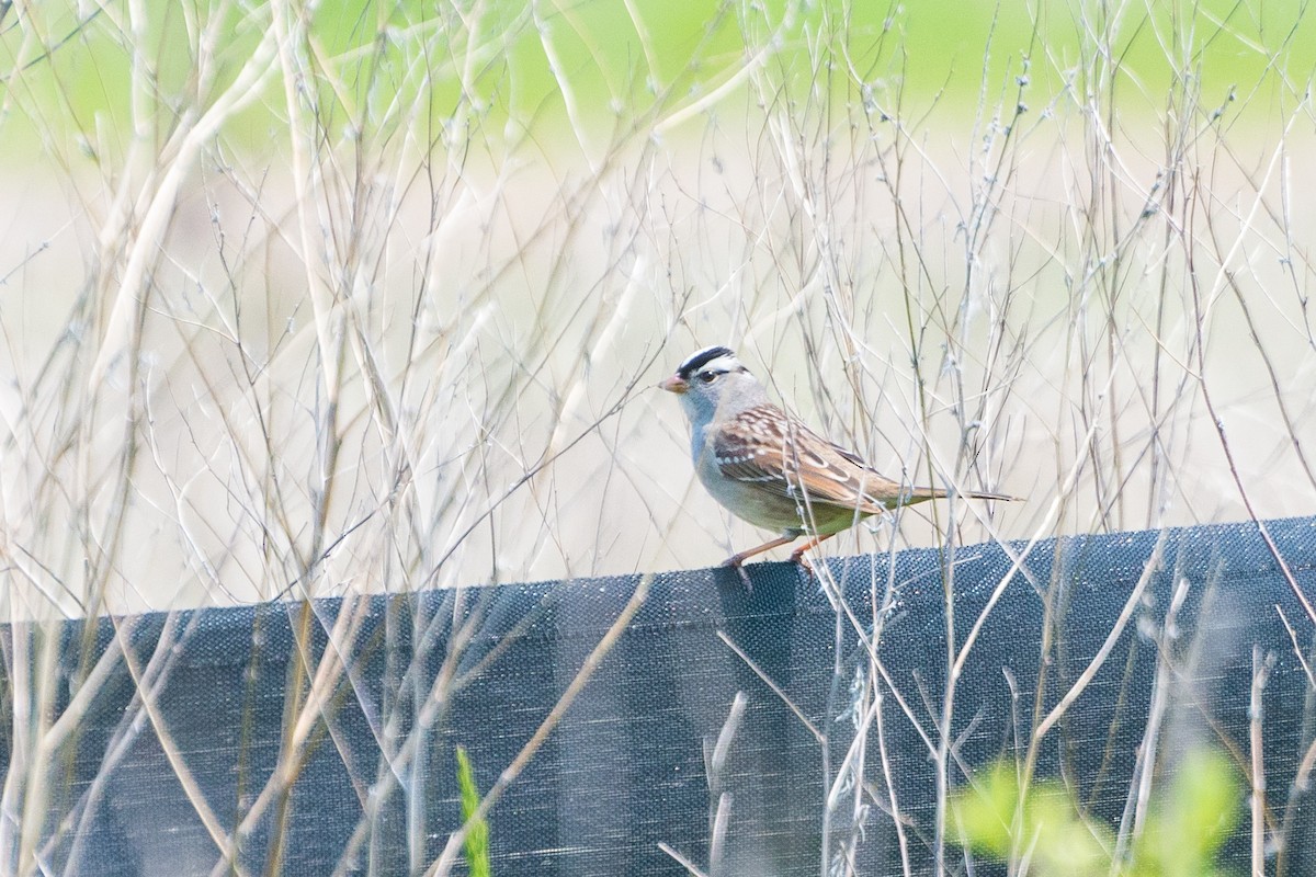 White-crowned Sparrow - Jason Hedlund
