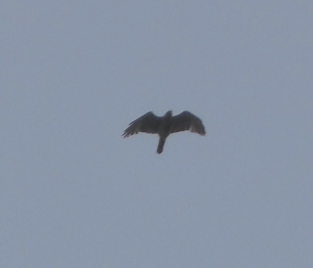 Broad-winged Hawk - ML618983198