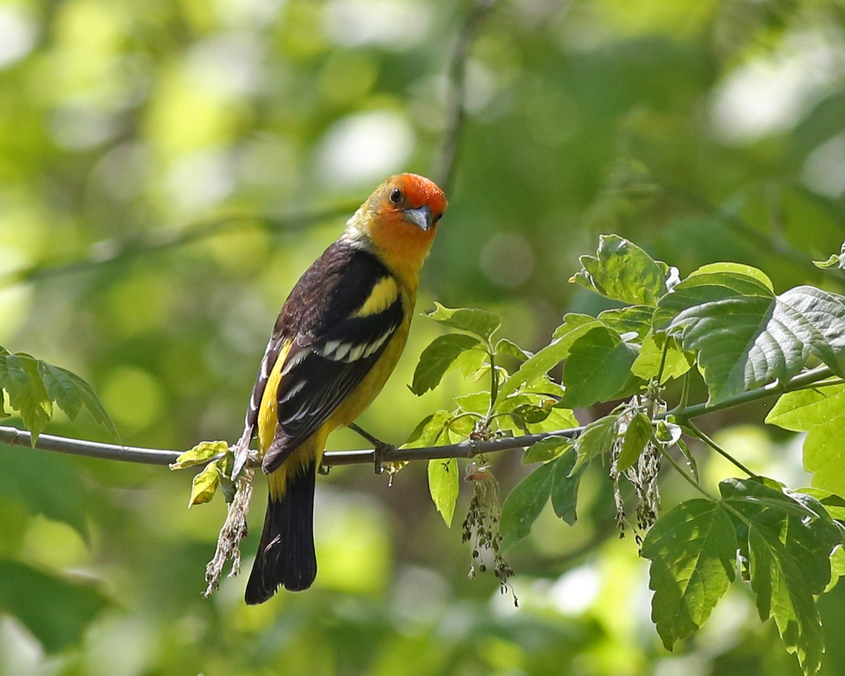 Western Tanager - ML618983231