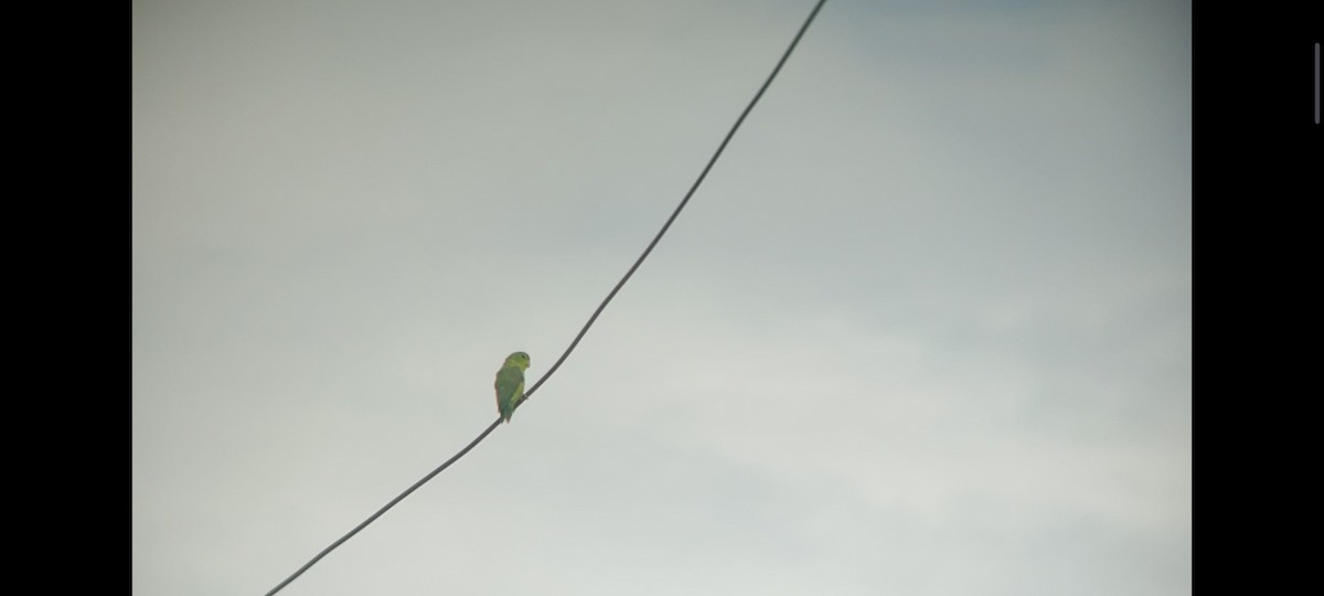 Spectacled Parrotlet - ML618983269