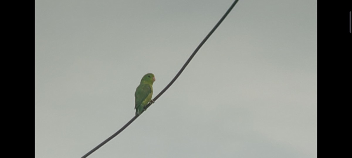 Spectacled Parrotlet - ML618983271