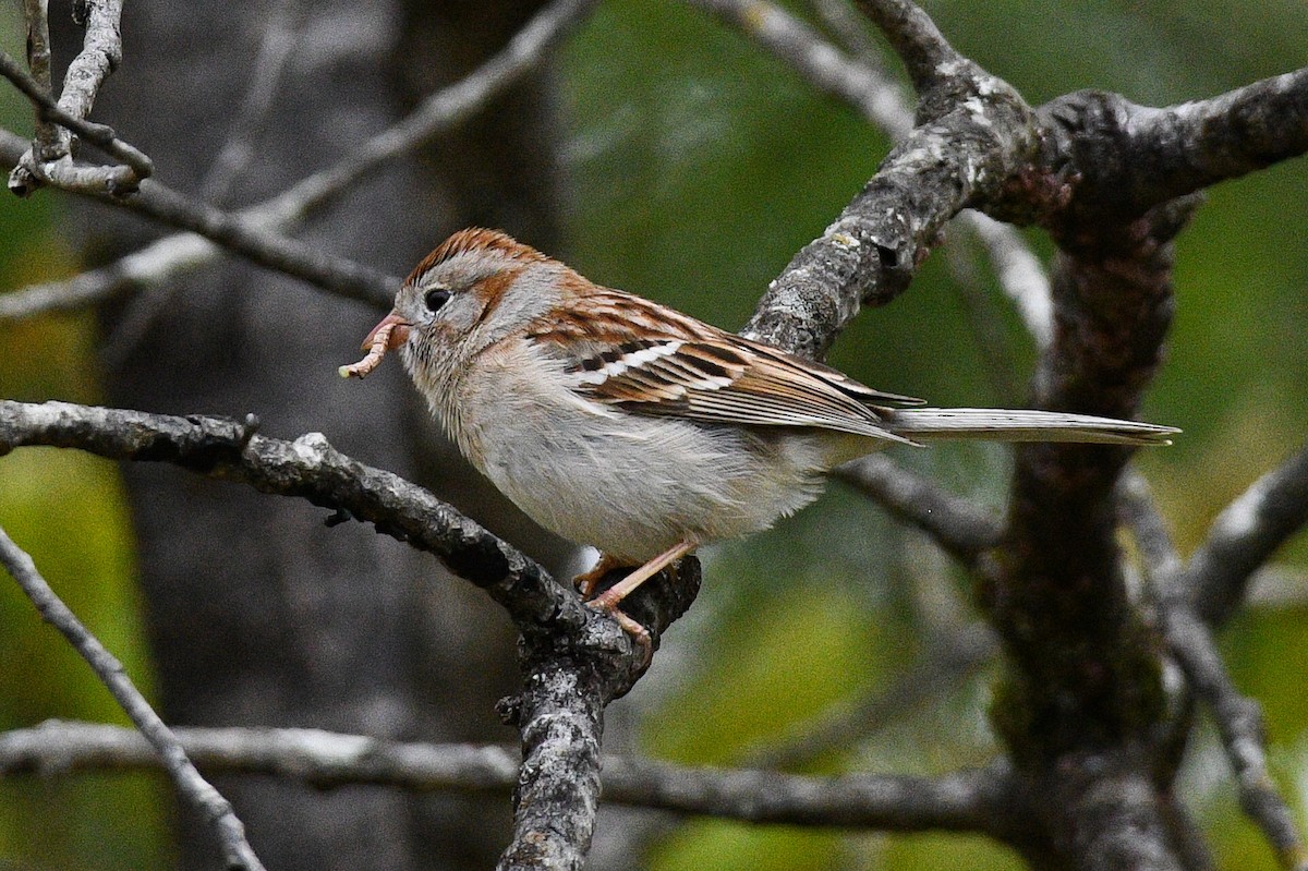 Field Sparrow - BC Wilkes