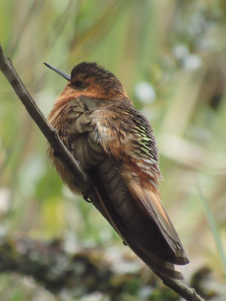 kolibřík duhovohřbetý - ML618983301