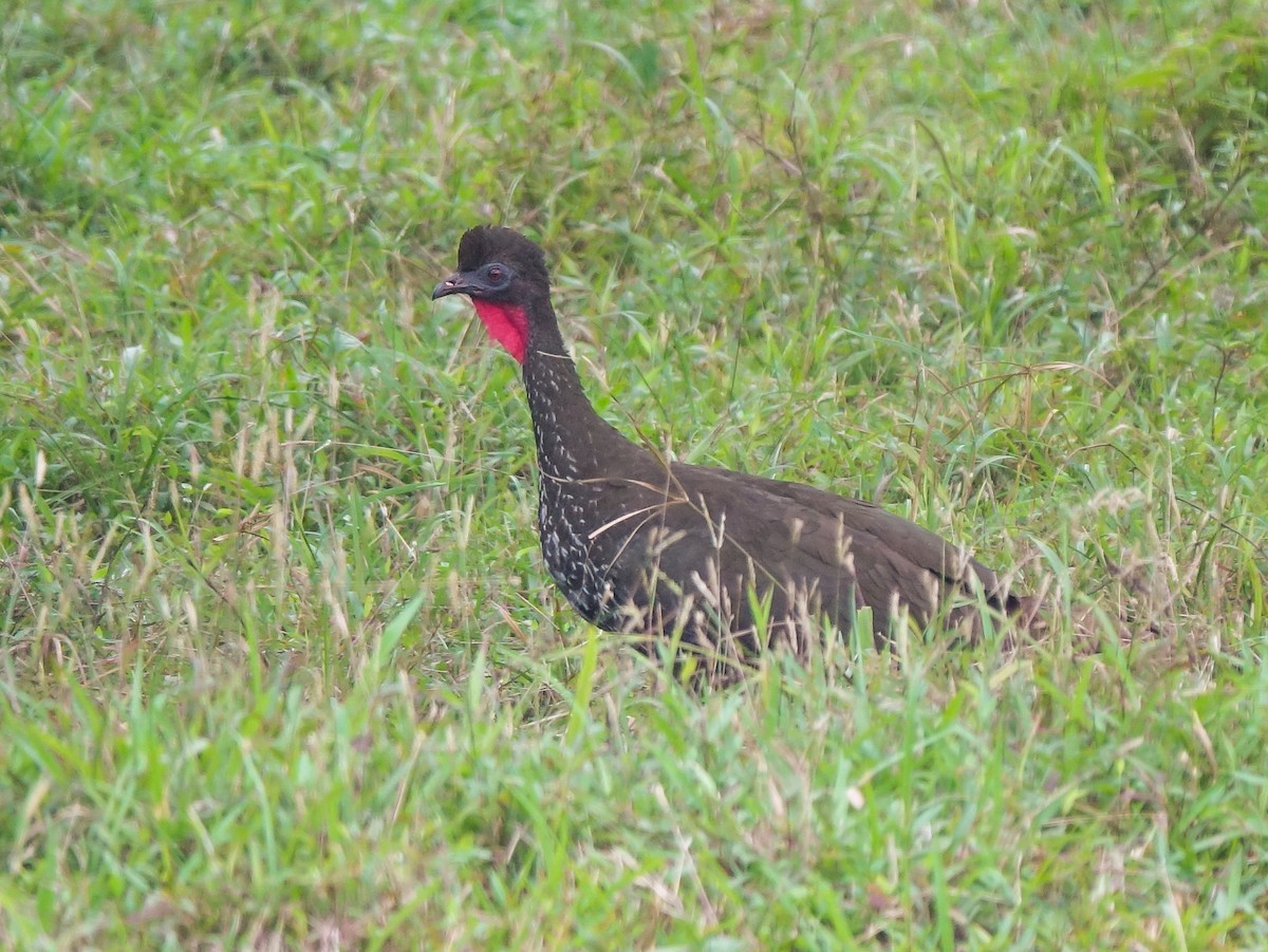 Crested Guan - ML618983304