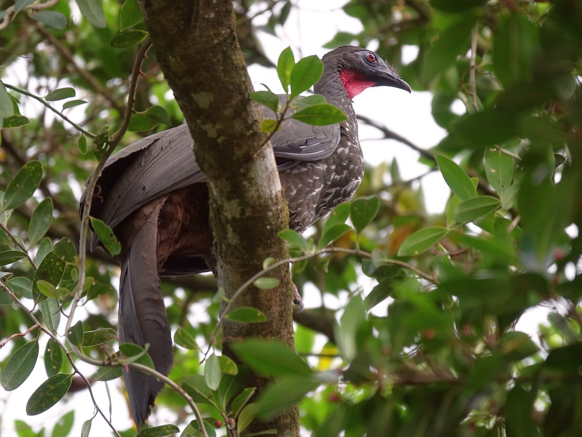 Crested Guan - ML618983305