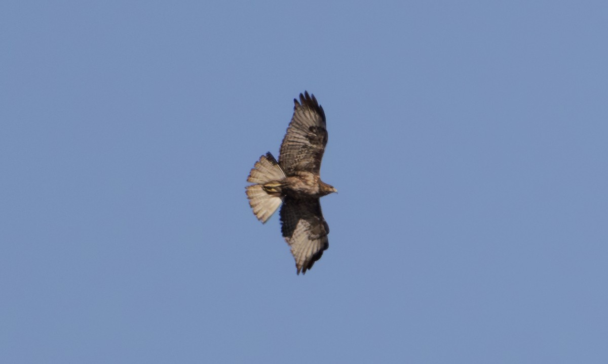 Red-tailed Hawk (calurus/alascensis) - ML618983308