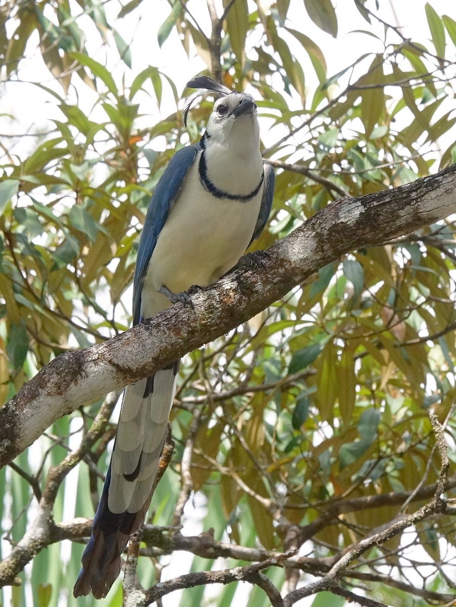 White-throated Magpie-Jay - ML618983313