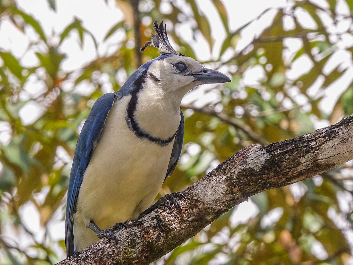 White-throated Magpie-Jay - ML618983314