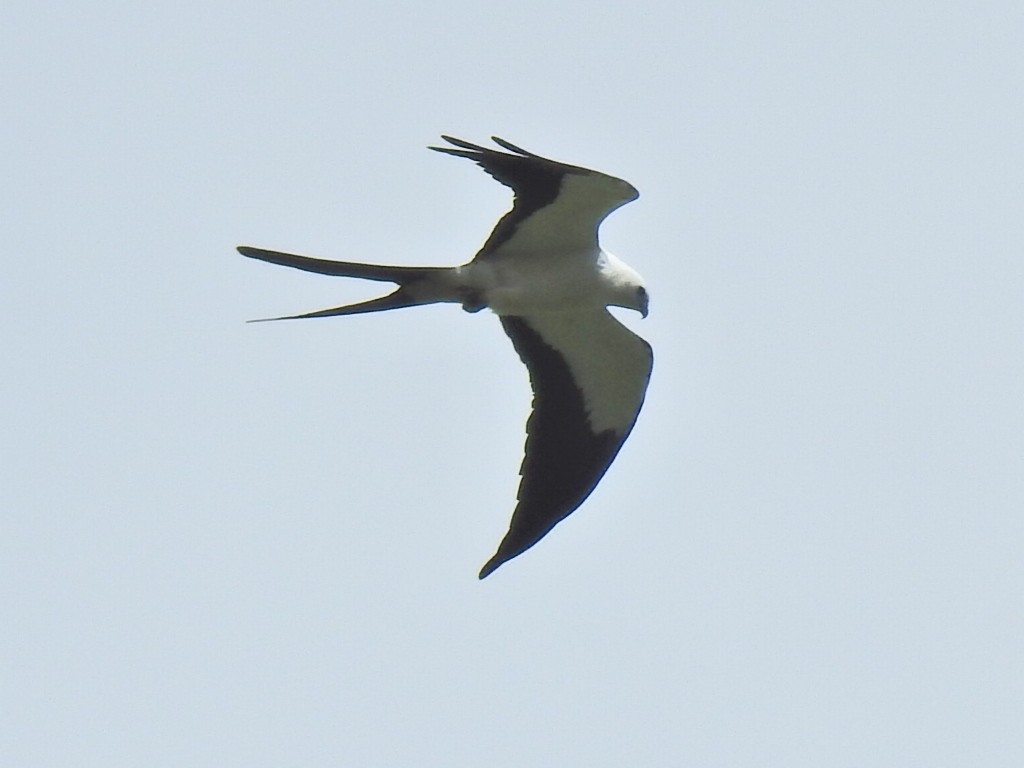 Swallow-tailed Kite - ML618983331