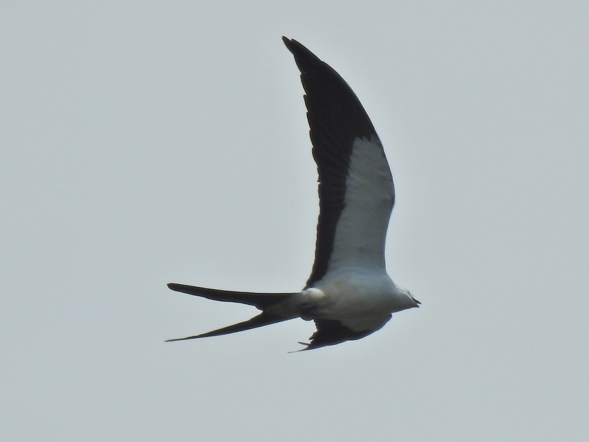 Swallow-tailed Kite - ML618983334