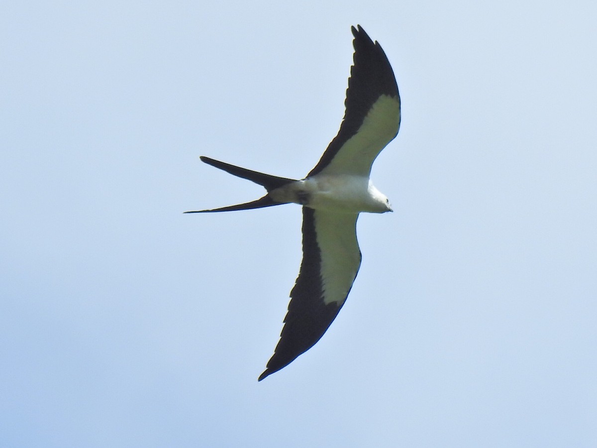 Swallow-tailed Kite - ML618983341