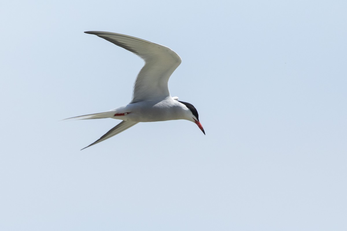 Common Tern - John Troth