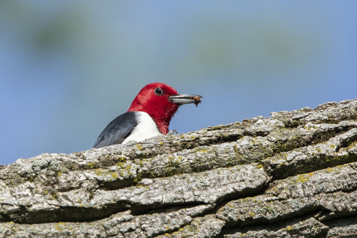 Red-headed Woodpecker - ML618983421