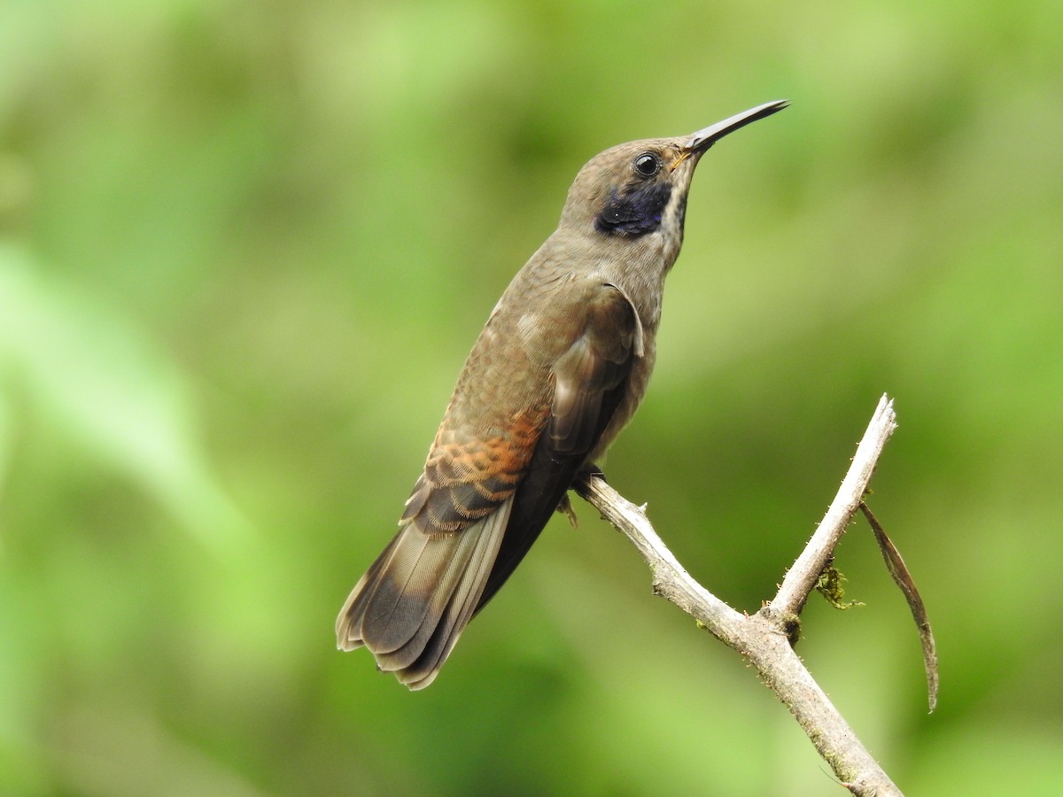 kolibřík fialovouchý - ML618983429